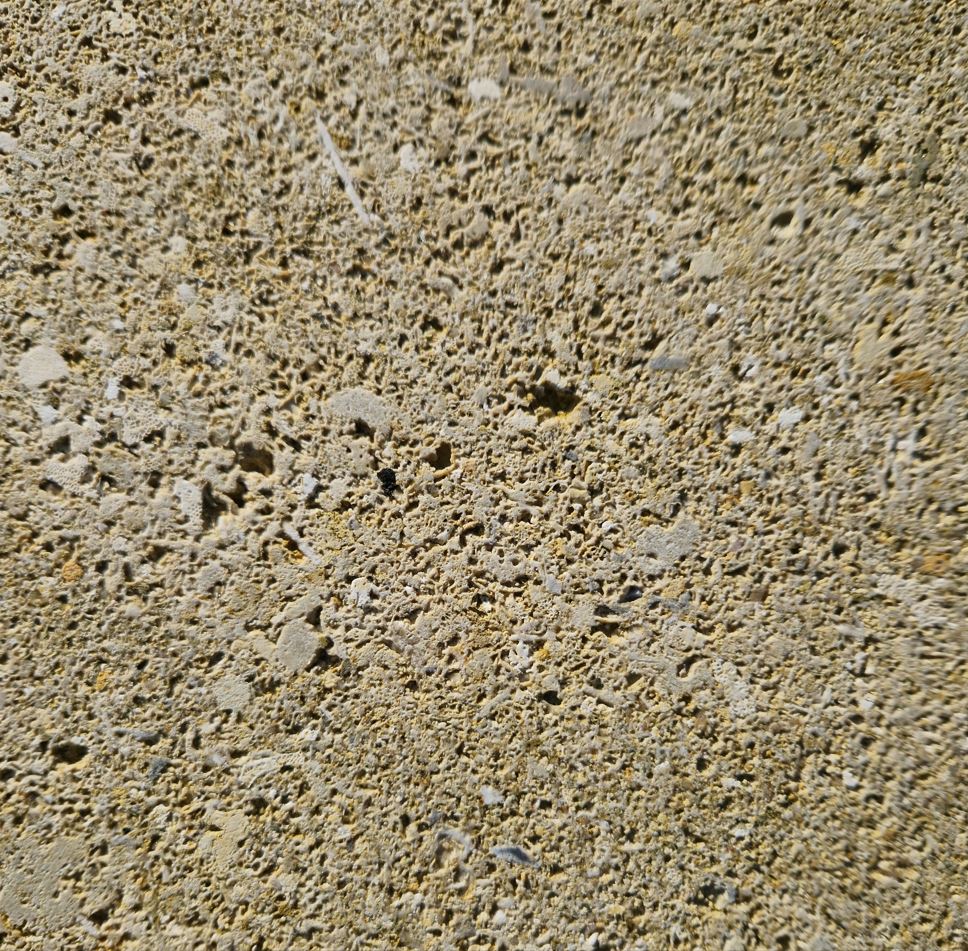 Face coquillée en contresens - Coloris jaune 3.JPG